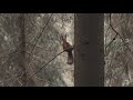 Squirrel Land - Lithuanian Forest