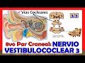 🥇 8vo Par Craneal - NERVIO VESTIBULOCOCLEAR 3/3 - Vías Cocleares (De la Audición)