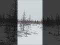 01 июня 2024 г Летом выпал снег!