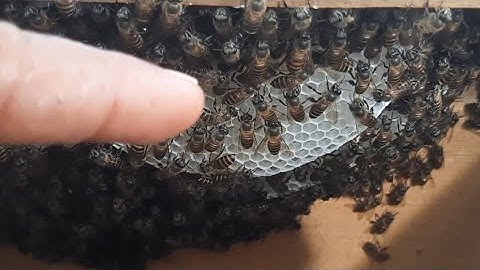 nuôi thành công tổ ong mật bắt trong cột điện đầu tiên không cầu viện " săn bắt đồng nai "