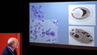 08 Donald H  Pfister  An ultrastructural study of the unique sporebodies of the Orbiliomycetes