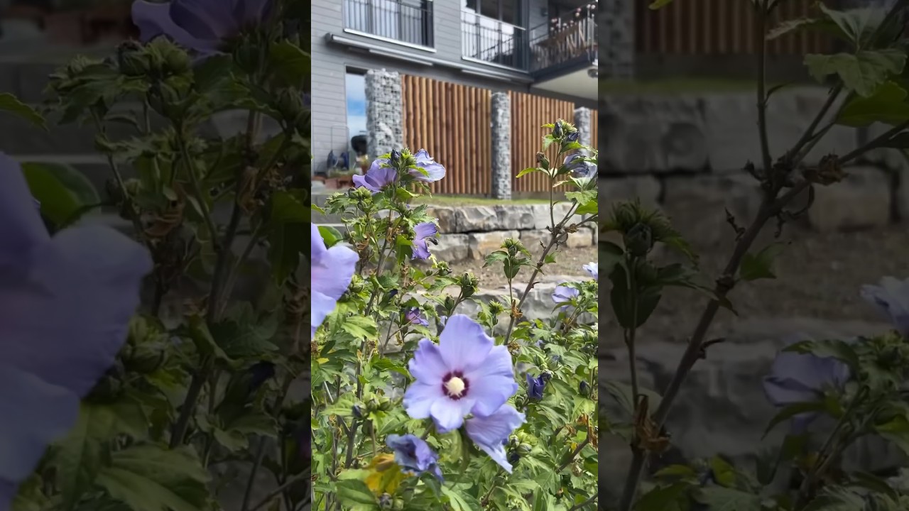 Gartensanierung in Wattenwil