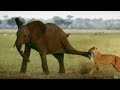 Tembo the elephant saves his baby brothers life  serengeti  narrated by john boyega