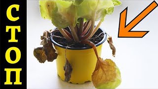 видео: Не ДЕЛАЙТЕ ЭТО С ФИАЛКАМИ ЛЕТОМ!  5 ошибок! картинка: Не ДЕЛАЙТЕ ЭТО С ФИАЛКАМИ ЛЕТОМ!  5 ошибок!