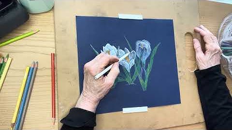 The Fourth Video in Creating Crocus in Colored Pencil