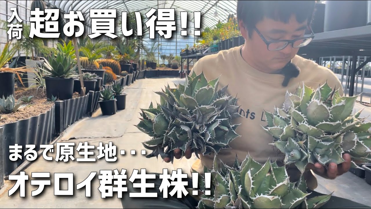 アガベ】オテロイ群生株が大量入荷!!その魅力と管理育成について