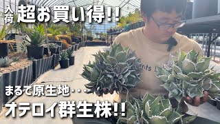 アガベ　イタリア株　群生 mqdefault.jpg
