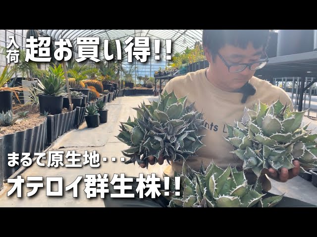 アガベ　イタリア株　群生 sddefault.jpg