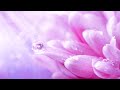 Positive Love Energy | 528Hz Miracle Healing Frequency | Ancient Healing Tones | Chakra Healing