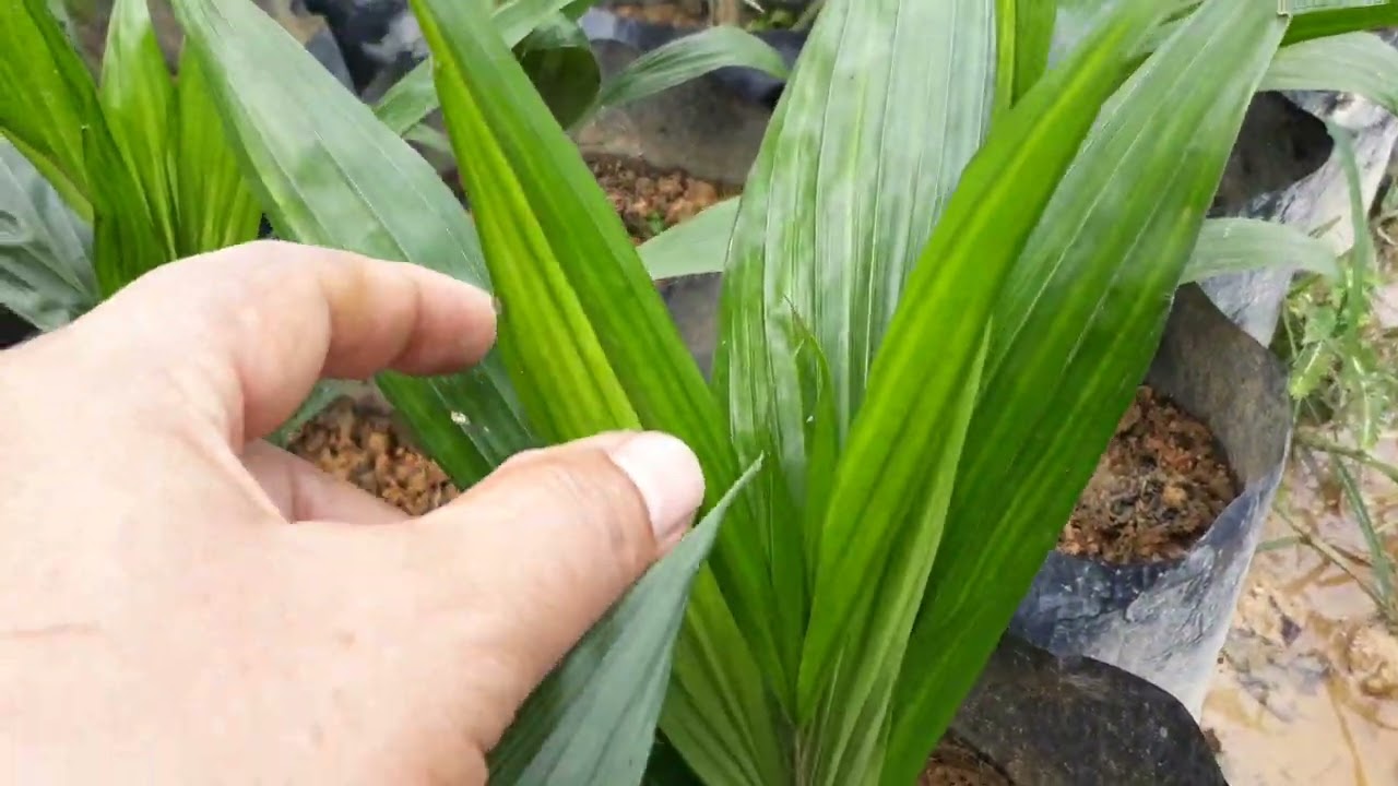 Pertumbuhan Semai Sawit PPKS 239 dan DXP 540 usia 4 bulan dua minggu