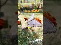 plant lovers #nature #ytshorts