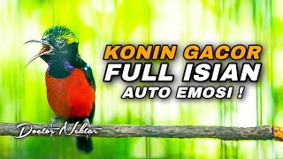 Download Lagu TEMBAKAN KONIN GACOR FULL ISIAN COCOK BUAT PANCINGAN KOLIBRI NINJA BAHAN AGAR CEPAT NYAUT NEMBAK MP3 Download Lagu TEMBAKAN KONIN GACOR FULL ISIAN COCOK BUAT PANCINGAN KOLIBRI NINJA BAHAN AGAR CEPAT NYAUT NEMBAK MP3