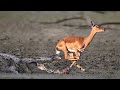 The Survival War Between Impala And Crocodile In The Mud