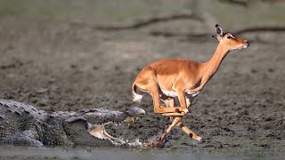 The Survival War Between Impala And Crocodile In The Mud