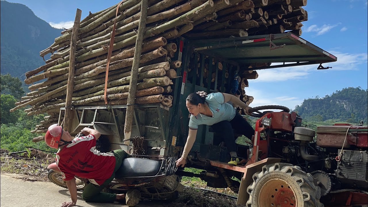 Agricultural vehicles transporting acacia wood for sale to wood processing factories