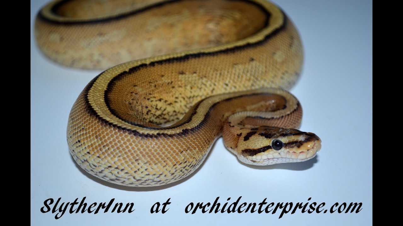 03BP2020 05 Super Stripe or Super Specter Male