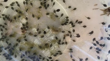 Thảm hoạ nòng nọc do con cóc đẻ dưới hồ non bộ