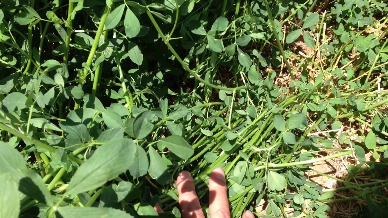 Arizona, Spot Road Farm May 6th 2016