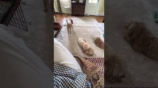 Poodles playing @Marjopoodles
