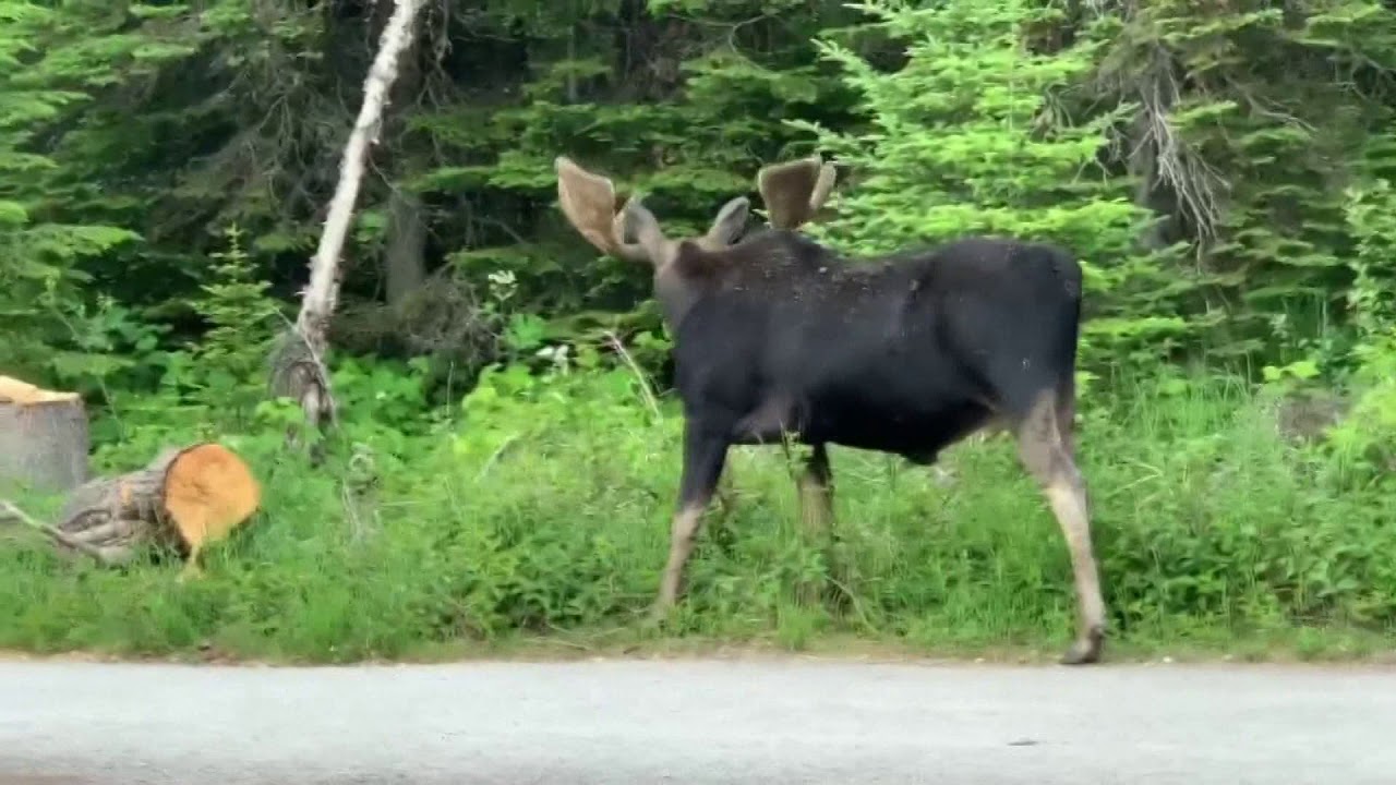 Isle Royale moose segment on First Look YouTube