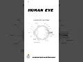 #humanbody #humaneyeandcolorfulworld #diagram #biology #boards #biologyclass10 #education #cbseboard