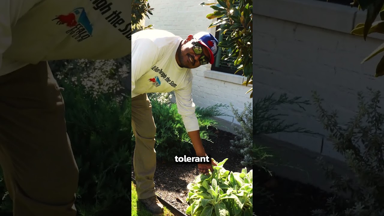 3 BEST Plants for Hot Texas Summers 🔥