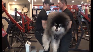 Dad Is A Gym Trainer But His Doggo Son Is Extremely Obese | Kritter Klub