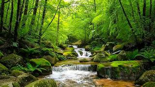 Relaxing Forest Sounds, Babbling Brook, Birds Singing in Forest, Amazing Nature Sounds, ASMR