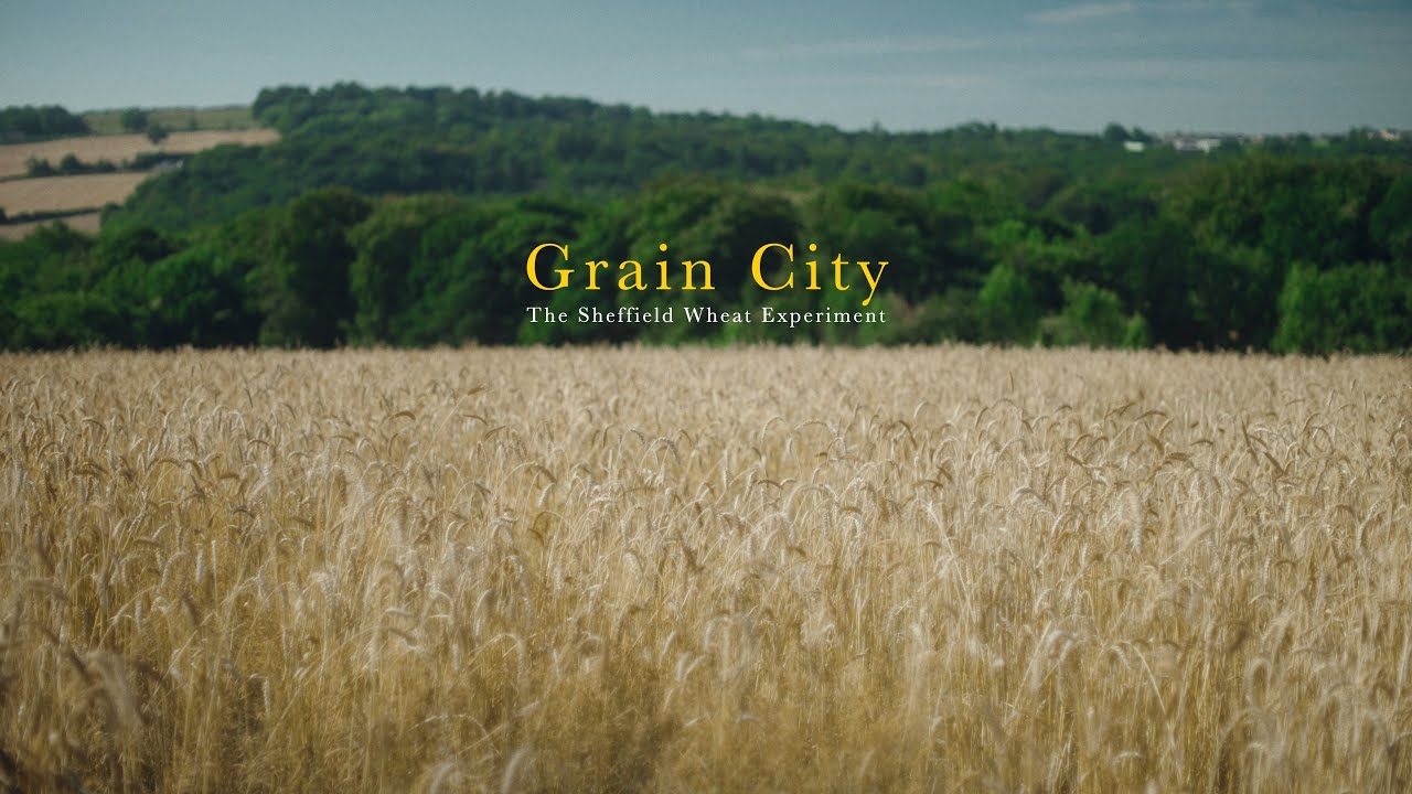 How a City Grew Its Own Wheat: The Sheffield Wheat Experiment