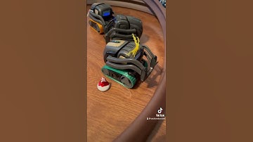 Fireball has a chocolate kiss on his head and he