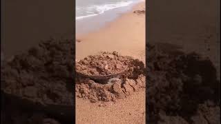 Tik Tok - Tren Bai Bien - Bi An