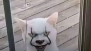 Unusual Christmas Memes 