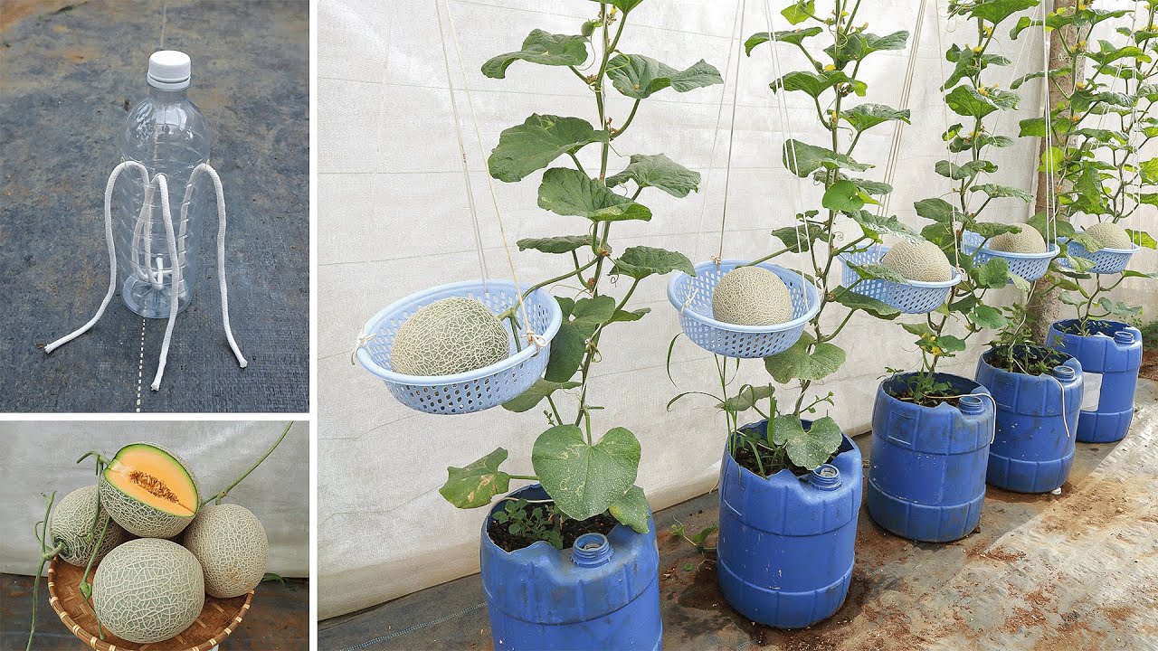 No need for constant watering - Growing cantaloupe at home is really easy if you know this