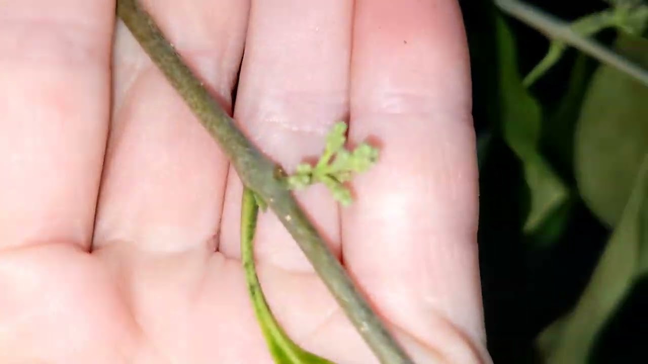 Cartrema native American olives at GSU Armstrong University.