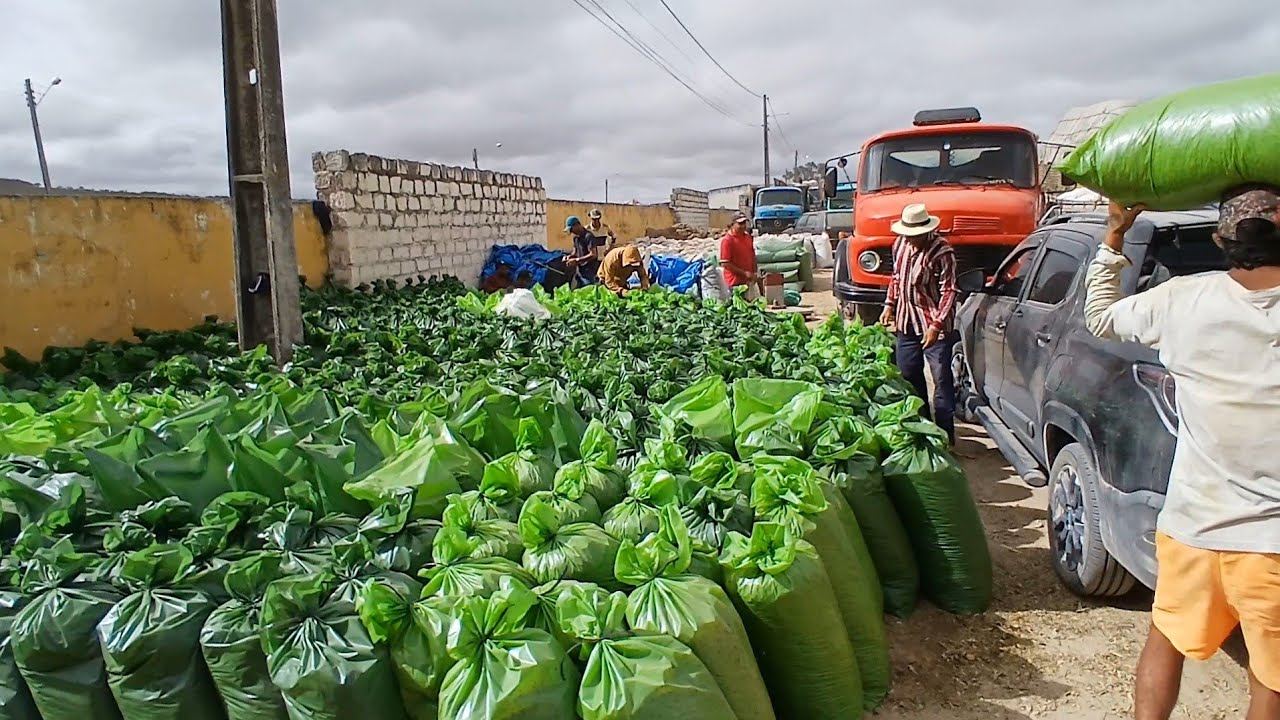 MUITAS VARIEDADE DE RAÇÃO PRO GADO E SAL EM CAPOEIRAS PE HOJE 09 de janeiro de 2026