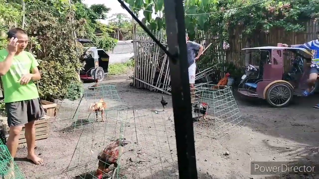 PARROT BEAK LONG TAIL ASIL UPDATE | THE MANANAP TV