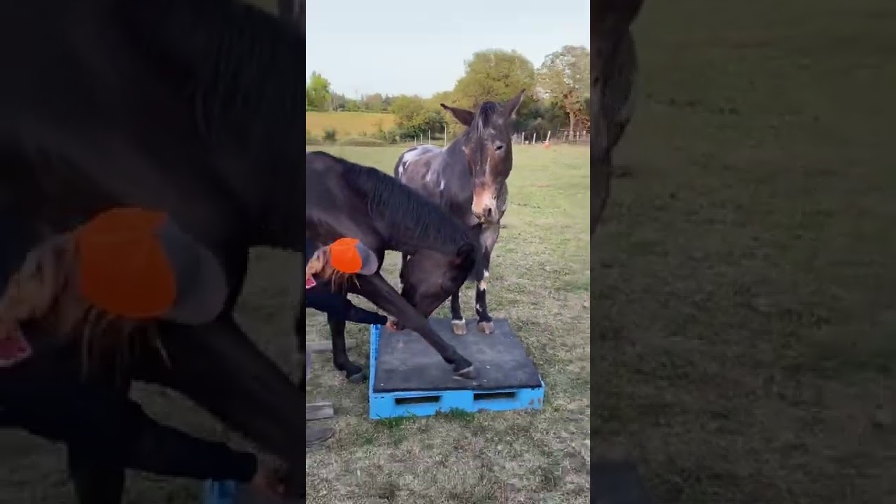 Mule life. Crazy Smart. 