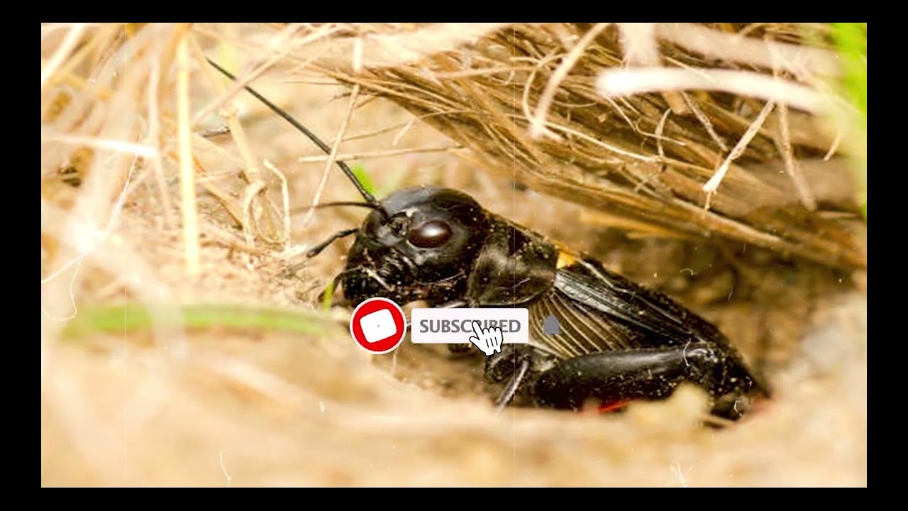 Cricket Conversations For Sleeping