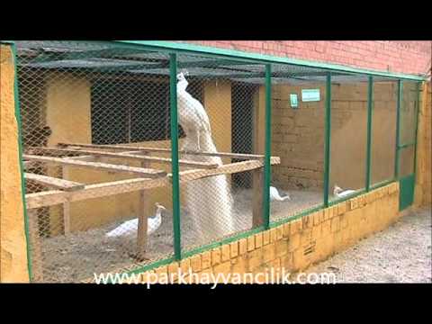 Beyaz Tavus Kuşu ( white Peafowl ) üretim yeri: www.parkhayvancilik.com