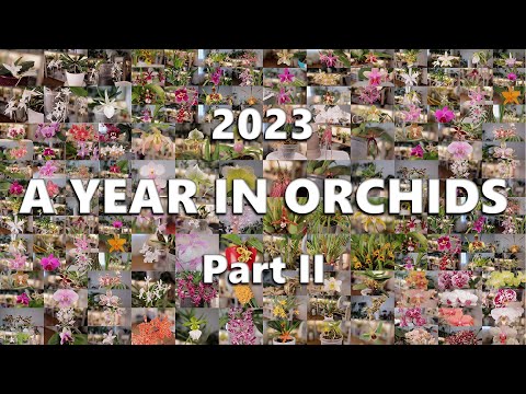 2023 // A Year in Orchids (Part 2 - Phalaenopsis)