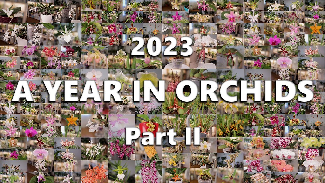 2023 // A Year in Orchids (Part 2 - Phalaenopsis)