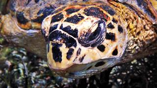 No Male Turtles? A Shocking Discovery About Sea Turtles (4K Documentary)