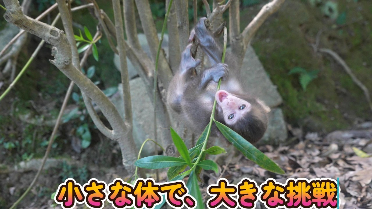 赤ちゃん・ニホンザル・4K動画】赤ちゃんザル、世界が広がる日 - YouTube