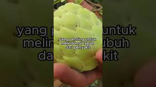 Tiga manfaat buah srikaya untuk kesehatan tubuh: #manfaatbuah #buahbuahan #infobuah