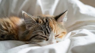 LIVE 🌙 Lazy Cat Lofi Music to Fall Asleep 😴 | Season 7 screenshot 2