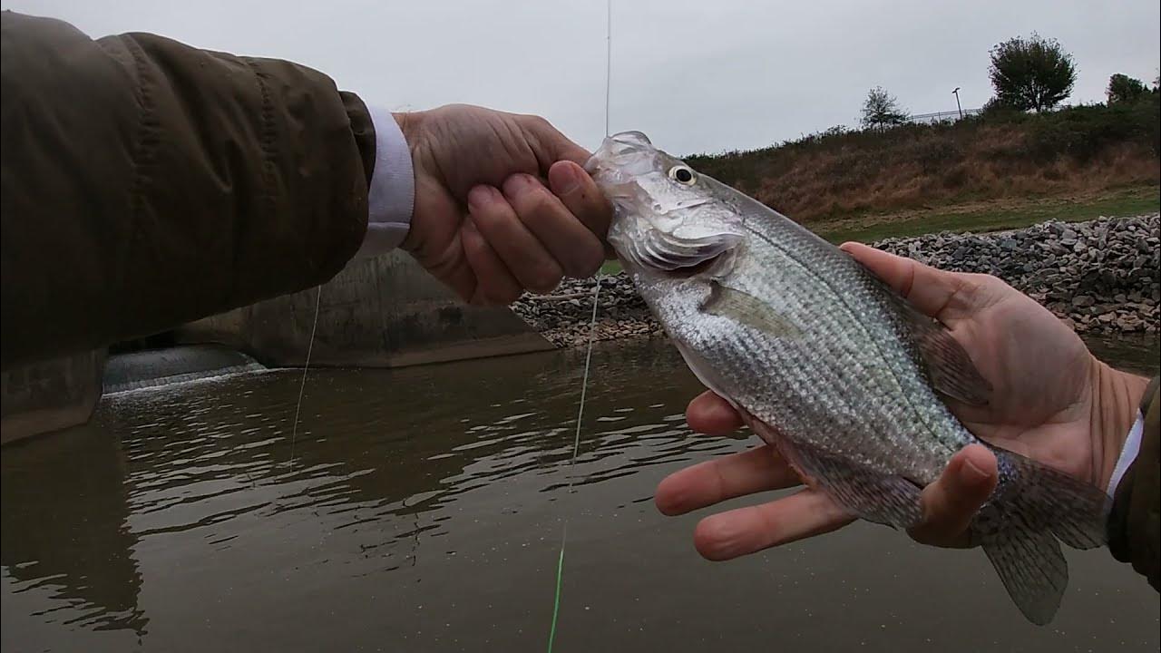 Nice fall crappie and catfish fly fishing with Moonlit Lunar S Glass  fiberglass fly rod in Cary, NC. 