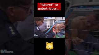 Thumbnail for "Katzenmann", gar nicht strange oder so...😬🐱 #cat