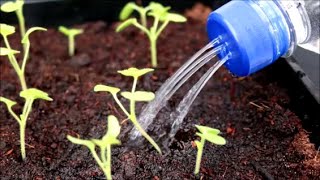 Garden Hack - 1 Minute Soda Bottle Seedling Waterer