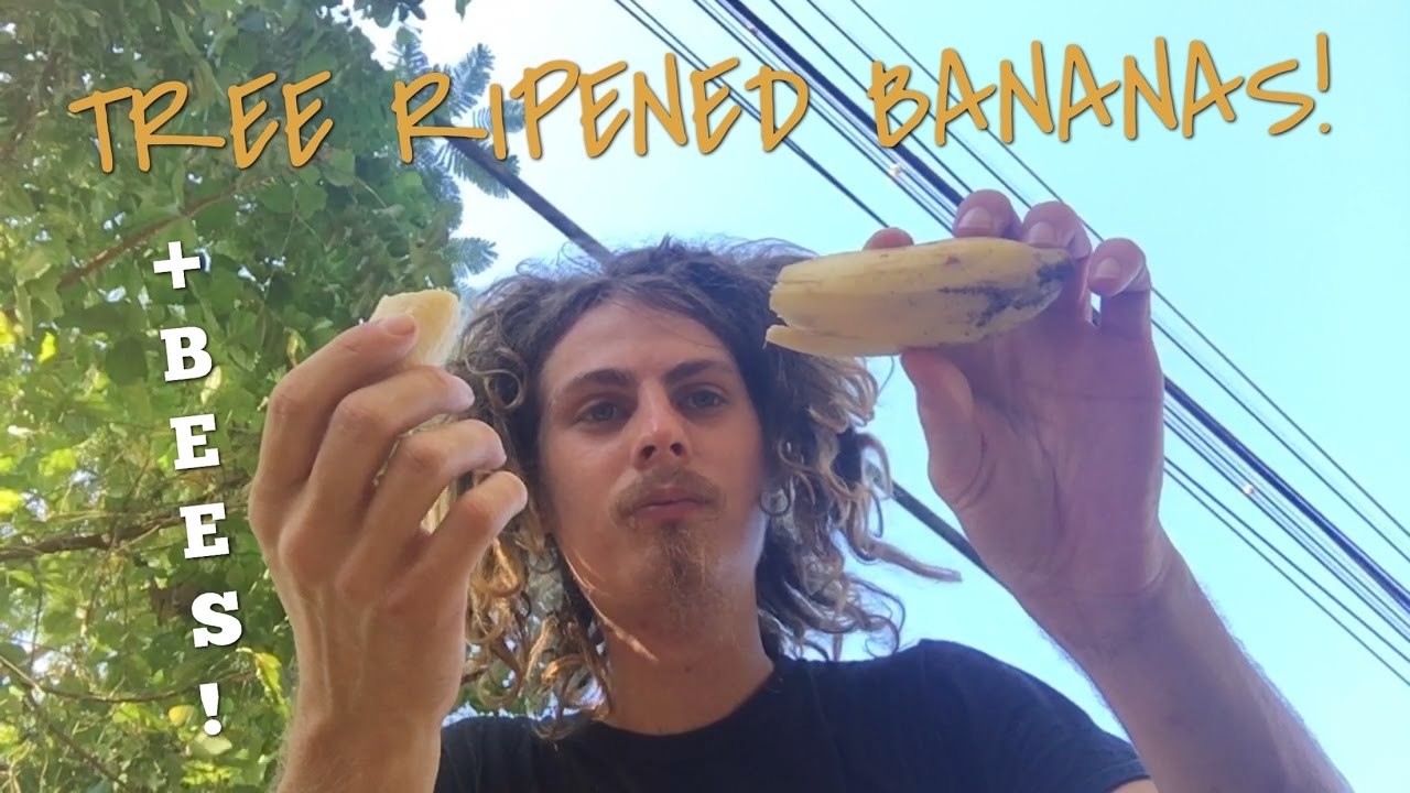 Picking Tree Ripened Bananas In Puerto Rico + OMG BEES!