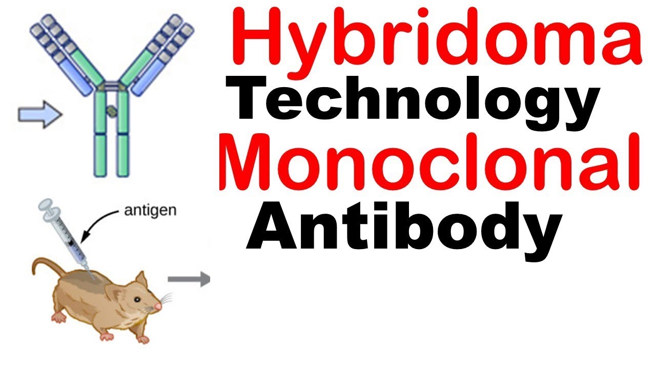 Hybridoma technology animation | Monoclonal antibody production